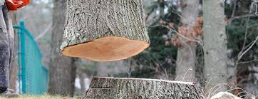 How Our Tree Care Process Works  in  Pelham Manor, NY