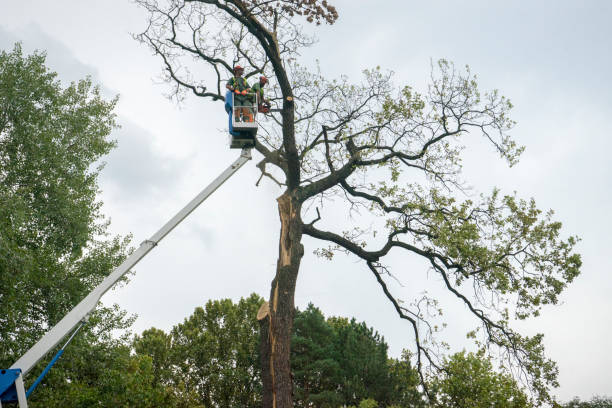Pelham Manor, NY Tree Care Company